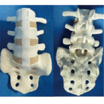 Modelo de anatomia do esqueleto de vértebra com sacrum para demonstração